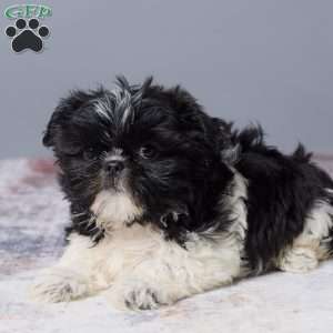 River, Shih Tzu Puppy